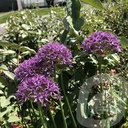 Allium 'Violet Beauty'