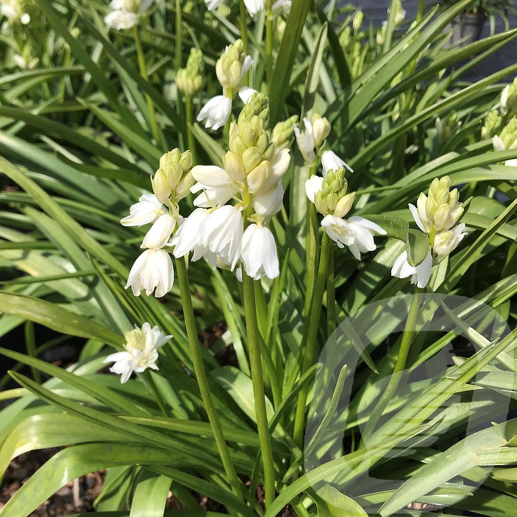 Hyacinthoides hispanica 'White Prosperity'