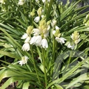 Hyacinthoides hisp. 'White Prosperity'
