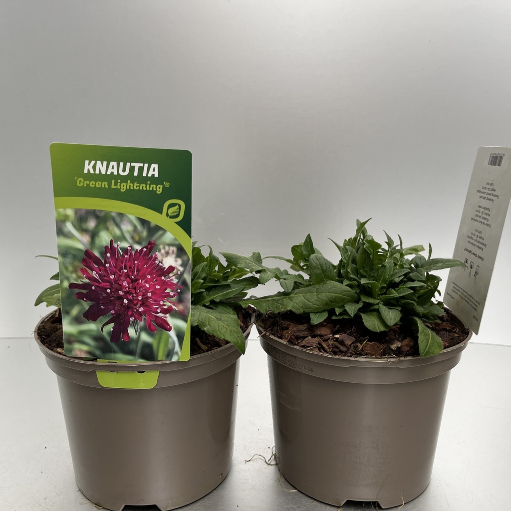 [KNAGLIGH-C2] Knautia 'Green Lightning'®
