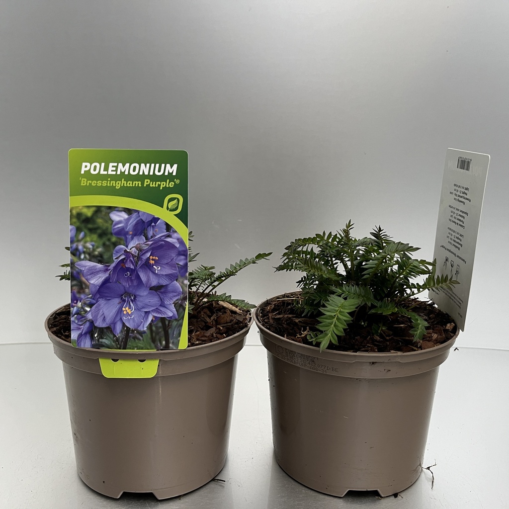 [POLBPURP-C2] Polemonium 'Bressingham Purple'®