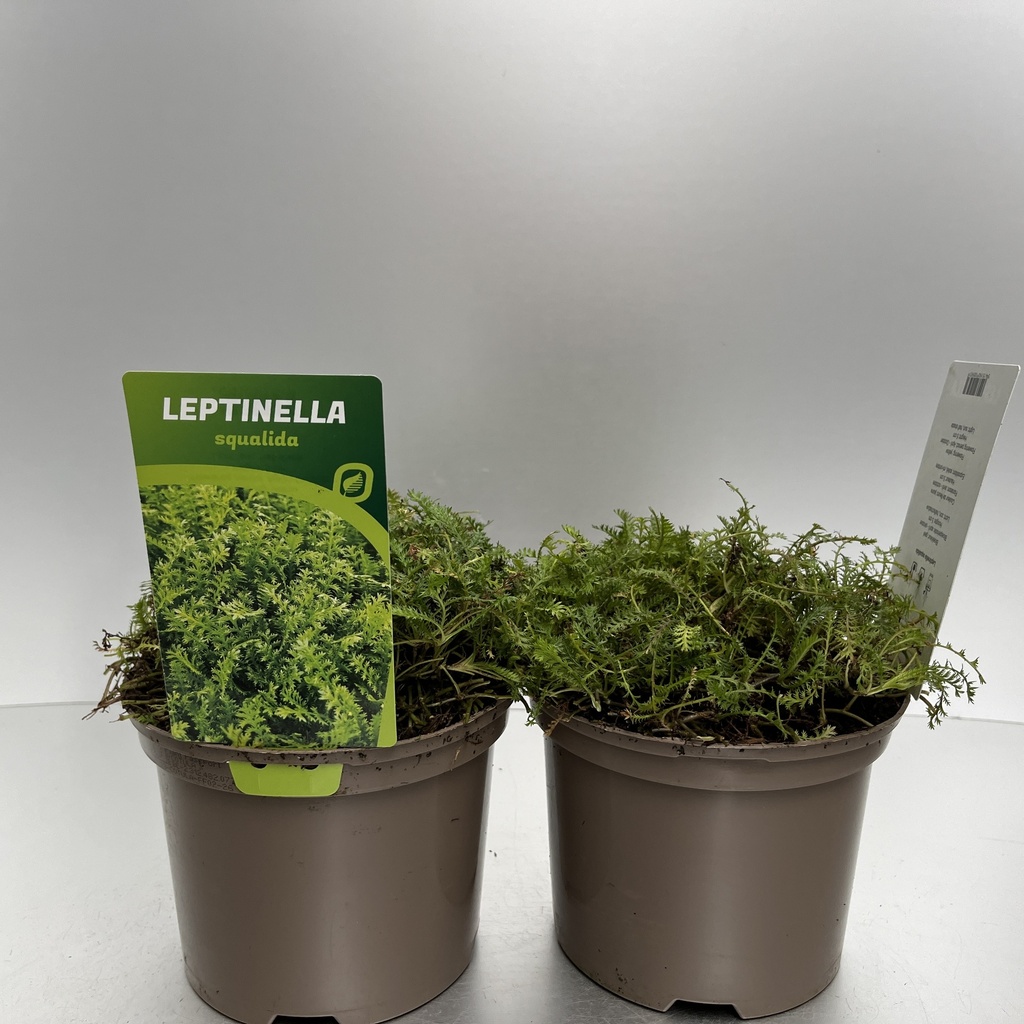 [LEPSQUAL-C2] Leptinella squalida