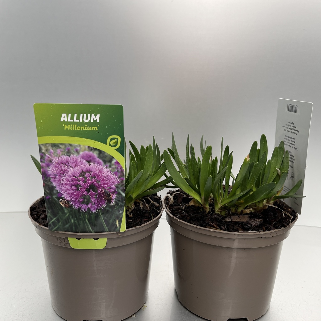 [ALLMILLE-C2] Allium 'Millenium'