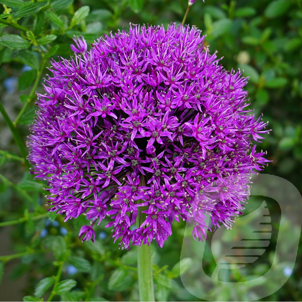 [ALLPSENS-C2] Allium 'Purple Sensation'