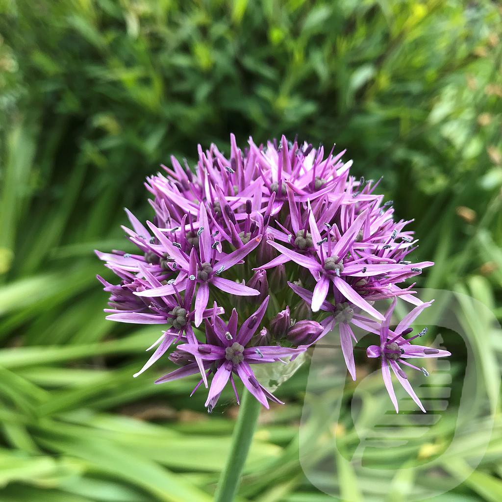 [ALLVBEAT-C2] Allium 'Violet Beauty'