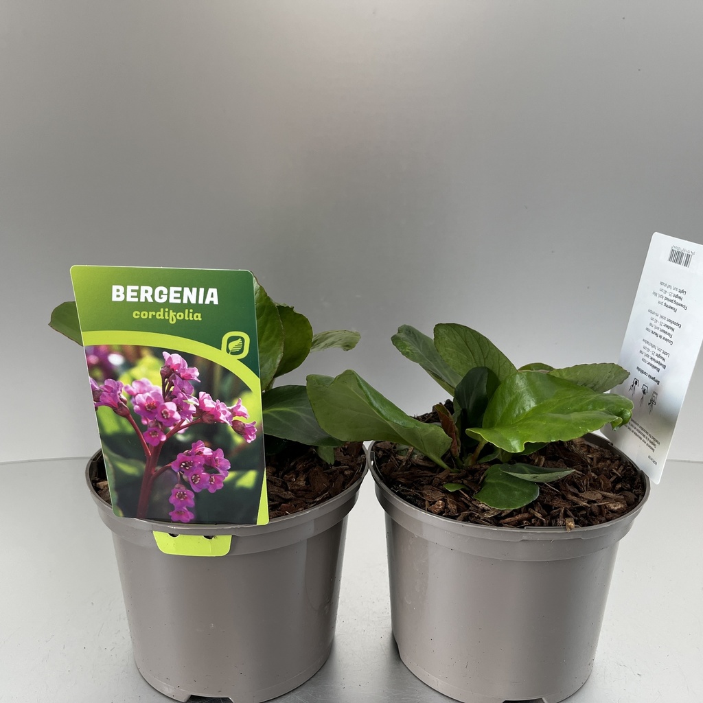 [BERCORDI-C2] Bergenia cordifolia