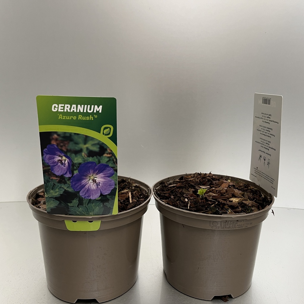 [GERARUSH-C2] Geranium 'Azure Rush'®