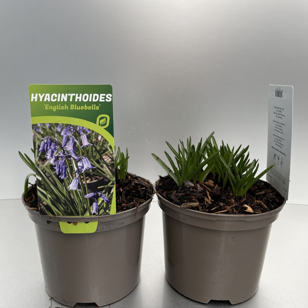 [HYAEBLUE-C2] Hyacinthoides 'English Bluebells'
